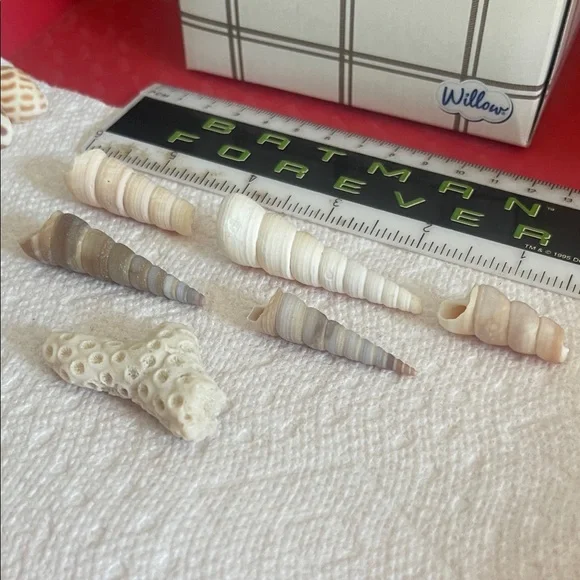 Assorted Seashell Collection - Picture 5 of 10